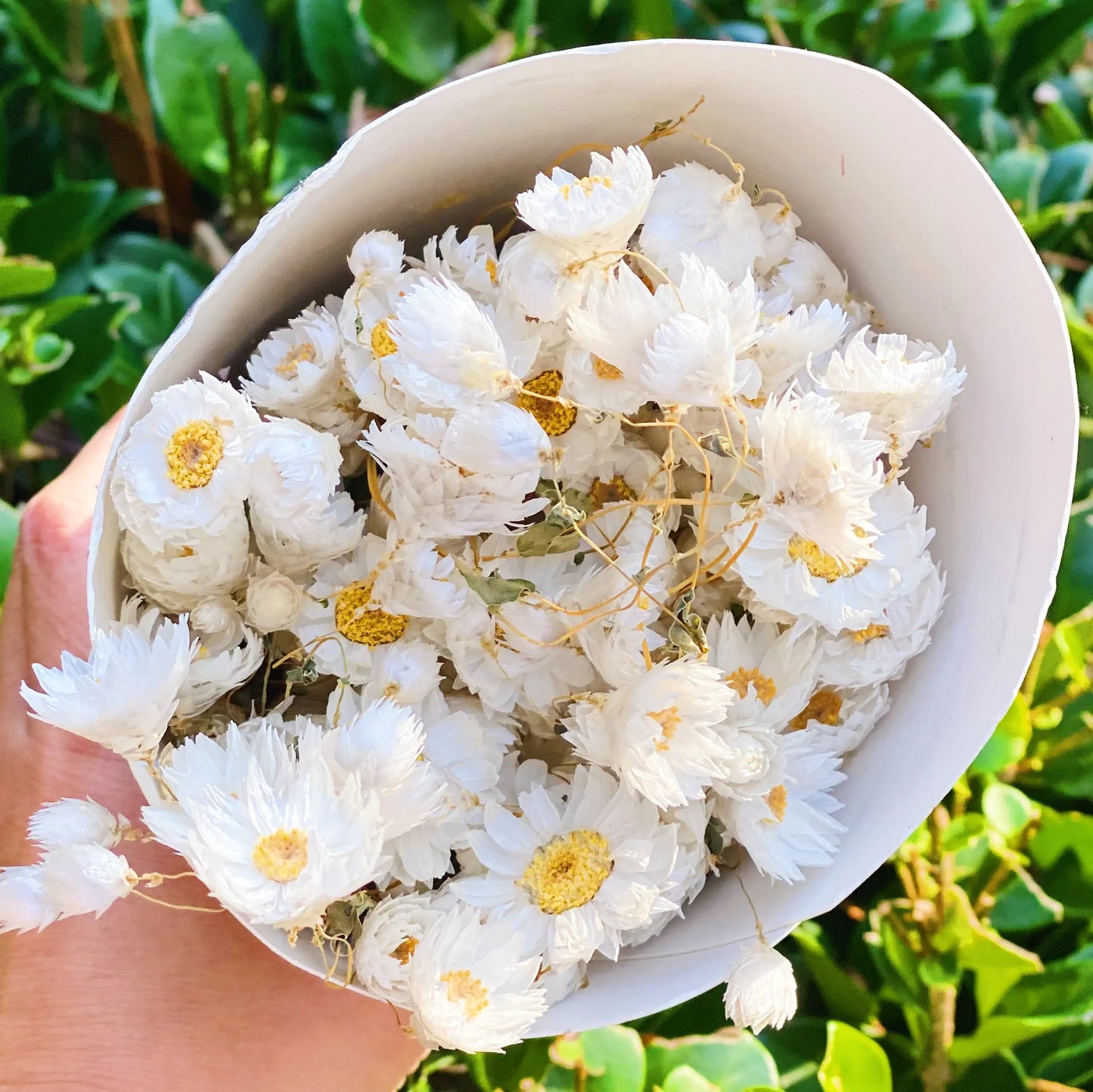 Captured Beauty Dried Flower Bunch